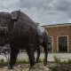 Buffalo Statue outside stores on Cuny Road